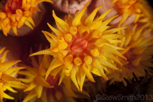 Underwater Flowers by Stew Smith 